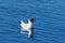 Black headed gull swimming in the water