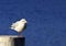 Black-headed Gull ter