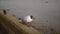 Black-headed gull and two turnstone