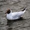 A Black Headed Gull on the water