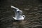 A Black Headed Gull on the water