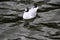 A Black Headed Gull on the water