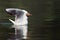 Black-headed Gull in water