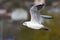 Black-headed gull which flies over the lake in autumn