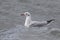 black-headed gull in winter dress sitting on the water of a quiet ocean in the autumn cloudy day