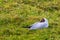 Black-headed gullresting