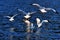 Black-headed gulls