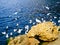 Black-headed Gulls above erhai