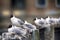 Black-headed gulls on background of houses and cars