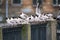 Black-headed gulls on background of houses and cars