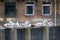 Black-headed gulls on background of houses and cars