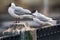 Black-headed gulls on background of houses and cars