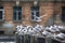 Black-headed gulls on background of houses and cars