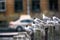 Black-headed gulls on background of houses and cars