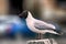 Black-headed gulls on background of houses and cars