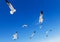 Black headed gulls in bright blue sky