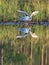 Black Headed Gulls in Evening Light