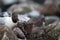 Black-headed gulls feed their Chicks