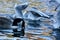 Black headed gulls feeding frenzy
