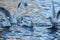 Black headed gulls feeding on lake