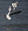 Black headed gulls fighting