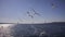 Black-headed Gulls Flying on The Dardanelles