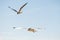 Black-headed gulls flying deep over the Baltic sea