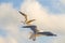 Black headed gulls flying deep over the Baltic sea