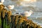 Black headed gulls on groins of the Baltic sea