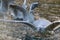 Black headed gulls landing on a lake surface