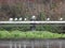 Black Headed Gulls in Line