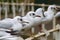 Black headed gulls in a line