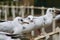 Black headed gulls in a line on a fence