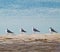 Black - headed gulls lined up on the dock.