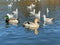 Black headed gulls, pekin ducks and mallard ducks