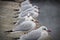 Black-headed gulls perched on the edge of the pier looking out across the water while one of them fixates the photographer