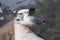 Black headed gulls perched on the wall of a bridge on a highway in India