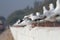 Black headed gulls perched on the wall of a bridge on a highway in India