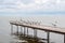 Black-headed gulls sitting on a wooden bridge in the Curonian Lagoon, Lithuania