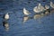 black headed gulls stand in lake