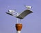 Black-headed Gulls on a street lamp