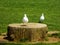 Black-headed Gulls on the stump