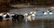 Black-headed Gulls Taking Bath