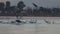 Black-headed Gulls Washing At Dusk