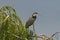 Black Headed Heron