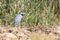 Black-headed Heron Ardea melanocephala,  at waterhole,  Addo Elephant National Park, Eastern Cape, South Africa