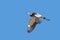 Black-headed heron in flight