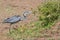 Black-headed Heron Stalking