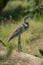 Black-headed heron stands on log looking up
