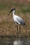 Black headed ibis